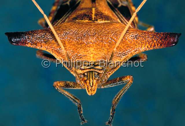 Edessa sp 2.JPG - Edessa sp. 2 (Portrait)Punaise puanteStink bugHemipteraPentatomidaeGuyane